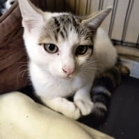 Loustic, chat à adopter