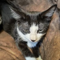 GASPER, chat à adopter