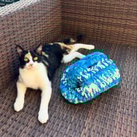 Mac & Lola, chatte à adopter