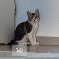 Gaia, chatte à adopter