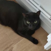 Moka, chat à adopter