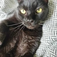 DIEGO, chat à adopter