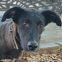 JACKIE, perro en adopción