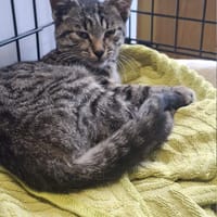 Krokus, kot do adopcji