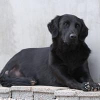 Blacky  startklar für seine Menschen 🌞, Hund zur Adoption