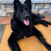 Bodhi  Wirbelwind sucht Körbchen❤, Hund zur Adoption