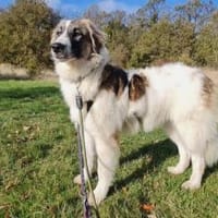 Ozora  bezaubernde Herdenschutzhündin❤, Hündin zur Adoption