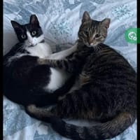 Lilly & Frankie Verschmustes Dreamteam, Kater zur Adoption