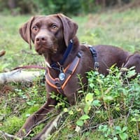 Pippa - aufmerksame Sportskanone, Hündin zur Adoption