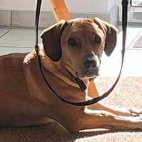 Anhänglich+sozial; das ist Jerry!, Hund zur Adoption