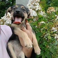 Mia - Welpe vom Müllplatz, Hündin zur Adoption