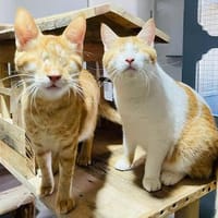 Fiete und Nils, Kater zur Adoption