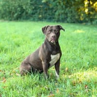 Ronja - ist ausgeglichen, Hündin zur Adoption