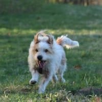 Henri  kleiner Hund, großes Herz❤, Hund zur Adoption