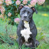 Abby - ist unkompliziert, Hündin zur Adoption