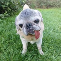 Kiba - Mops-Omi, Hündin zur Adoption