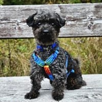 TUCKER - geb. 07/2015 - Bolonka, Hund zur Adoption