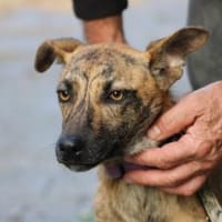 Kiwi - fröhlich u. zutraulich, Hündin zur Adoption