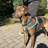 Seka Sanfte Seele mit großem Herzen, Hündin zur Adoption
