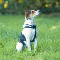 Brezel - ist herausfordernd, Hund zur Adoption