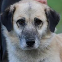 Mana - sehr verschmust u. lieb, Hündin zur Adoption