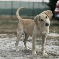 Hübscher Bub Pipo 💞, Hund zur Adoption