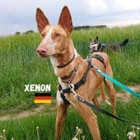 Xenon - Bildschöner Podenco, Hund zur Adoption