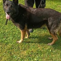 Taylor - liebevolle Hündin, Hündin zur Adoption