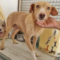 Ruhige Sandy, Hündin zur Adoption