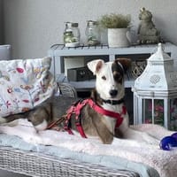 Lexis  Wirbelwind und Herzenseroberin💘, Hündin zur Adoption