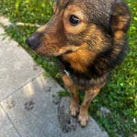 Nino-lebensfroher Junghund sucht dich!, Hund zur Adoption