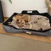 Anhängliche MAJA sucht DRINGEND 🆘🆘🆘, Hündin zur Adoption