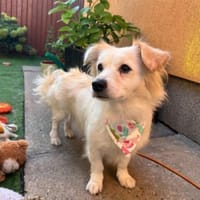 Ashley-kleine Schmusemaus sucht Liebe, Hündin zur Adoption