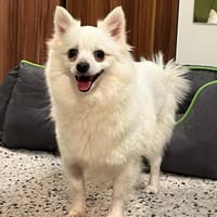 Lumi wurde von einem Vermehrer entsorgt, Hündin zur Adoption