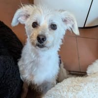 Sammy, Sensibelchen sucht Ruhe, Hund zur Adoption