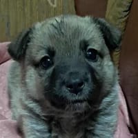Ella, Hundekind noch ohne Zuhause, Hündin zur Adoption