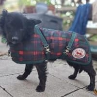 Melon, charmanter Rüde mit Charakter, Hund zur Adoption