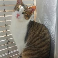 Diego bei München (ALO), Kater zur Adoption