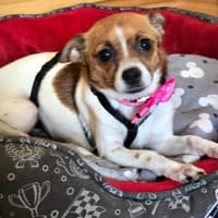 Vertrauensvoll zart liebevoll = HOLLY♥, Hündin zur Adoption