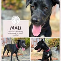 Mali: Fröhliche Labrador-Mix-Hündin, Hündin zur Adoption
