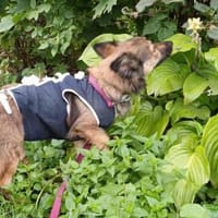 Herzensbrecherin Abby sucht ihr Zuhause!, Hündin zur Adoption