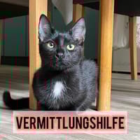 Paula sucht ihr forever Home❤, Katze zur Adoption