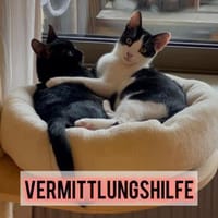 Felix und Timmi suchen ihr Zuhause ❤, Kater zur Adoption