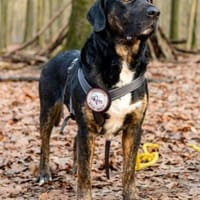 Leo 💗 wartet in 84524 Neuötting, Hund zur Adoption