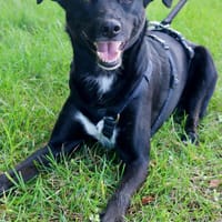 August - bringt den Sommer ins Haus 🌞, Hund zur Adoption