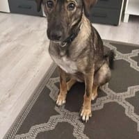 Kassandra möchte sich endlich binden💕, Hündin zur Adoption