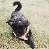 Hast du ein Körbchen frei für Marissa?, Hündin zur Adoption