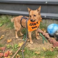 Elvira-fröhliche Hündin sucht Happy End, Hündin zur Adoption