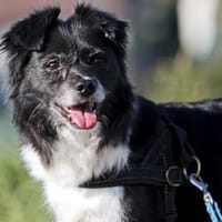 AMY 💖 super brave & fitte Seniorin!, Hündin zur Adoption