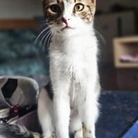 Liebe Zoia sucht behütetes Zuhause, Katze zur Adoption
